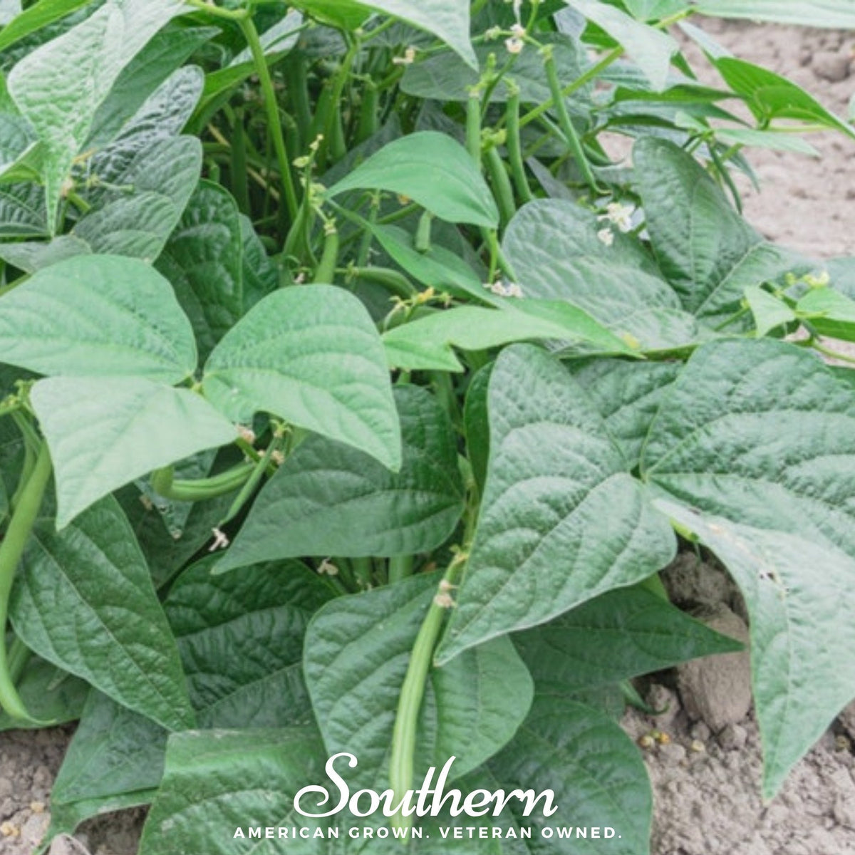 Contender Bean (Bush) – 30 Seeds